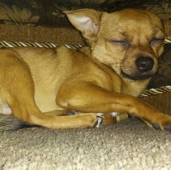 Meet your Posher, Joccy - Picture 1 of 1